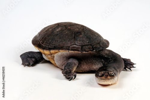 Roti Island snake-necked turtle // McCords Schlangenhalsschildkröte (Chelodina mccordi)