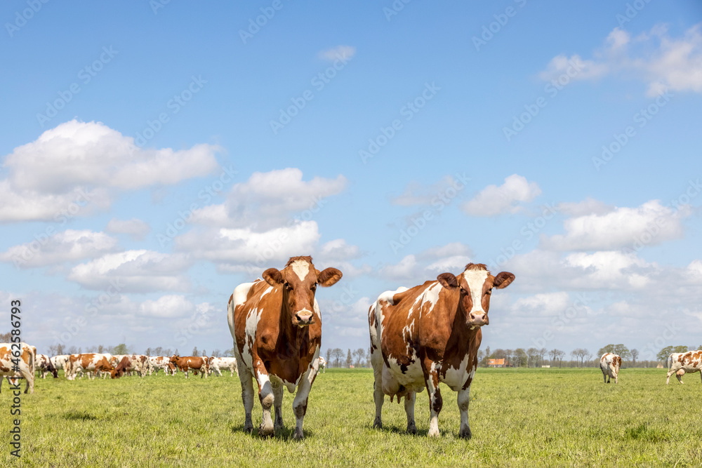 Two cows, red and white standing in a pasture landscape a blue sky and herd at horizon
