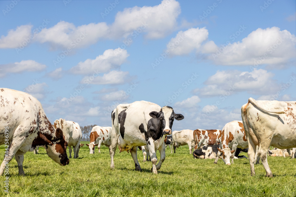 Cows grazing happy in a field, together in a green pasture, a lovely scene and blue sky
