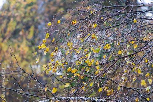 Drops of autumn rain on a birch branch. Autumn in Siberia.