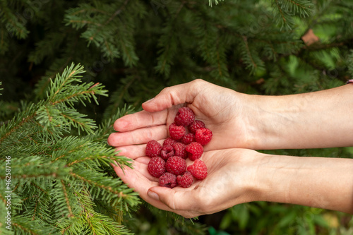 The girl holds in her open palms a handful of fresh raspberries against the background of fir branches.