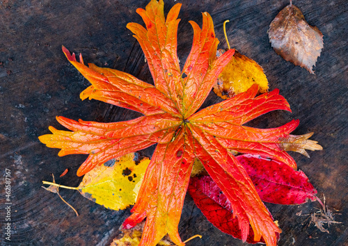 A bright red-yellow autumn leaf lies on a brown stump. Old leaves lie next to it. Autumn in Siberia. Close-up. Top view.