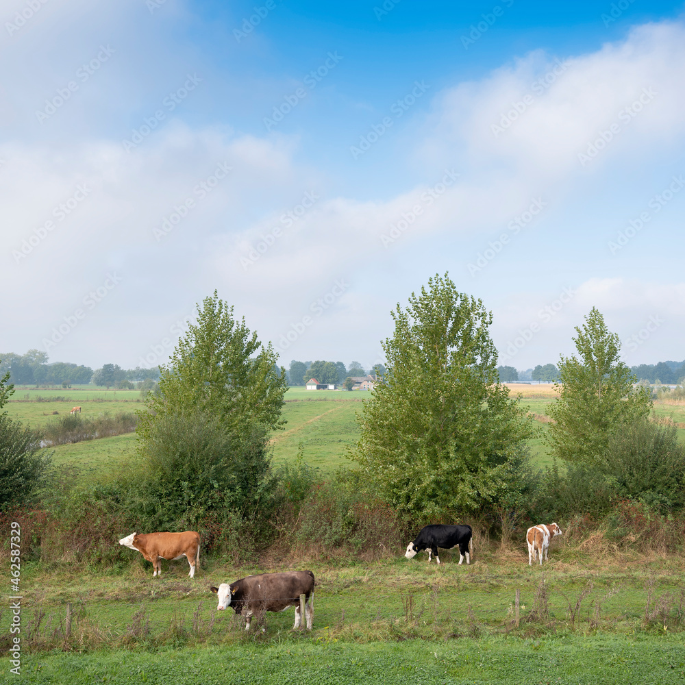 trees and cows in green grassy meadows near river ijssel in the netherlands between zwolle and deventer