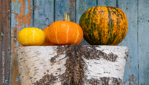 Freshly picked pumpkins of different colors lie on a birch log against the background of an old painted wooden wall. Autumn harvest.