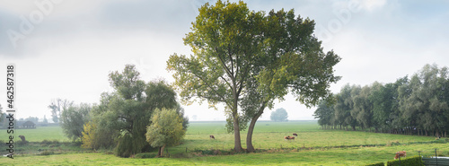 trees and cows in green grassy meadows near river ijssel in the netherlands between zwolle and deventer photo