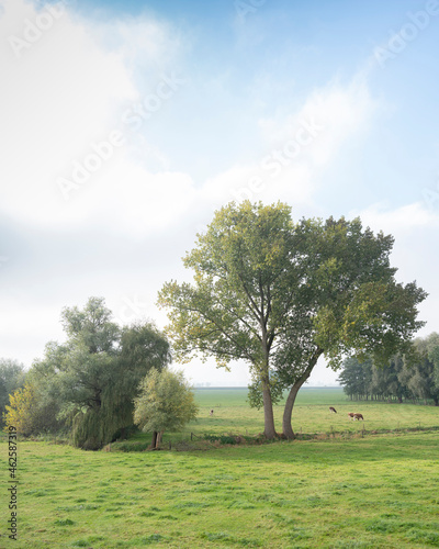 trees and cows in green grassy meadows near river ijssel in the netherlands between zwolle and deventer photo