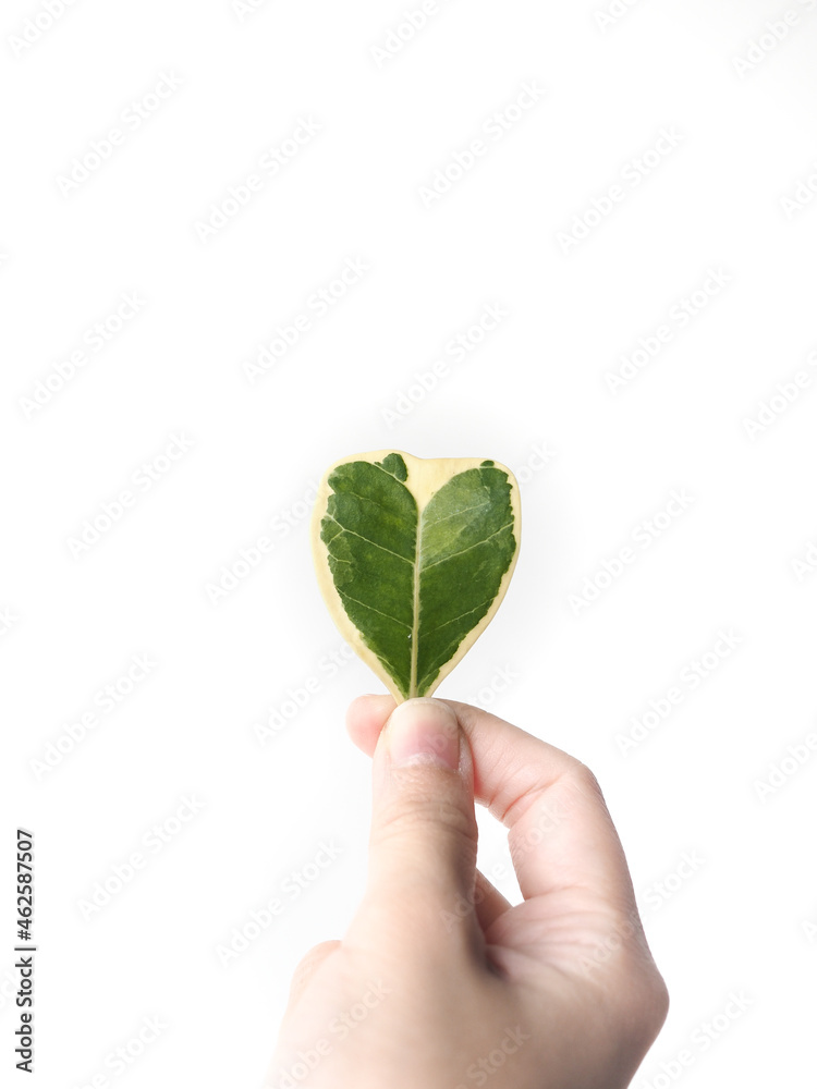 hand holding mini heart shaped leaf hand holding mini heart shaped leaf