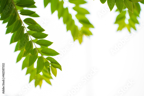 Green tree leaf botannical nature on white backgrpund