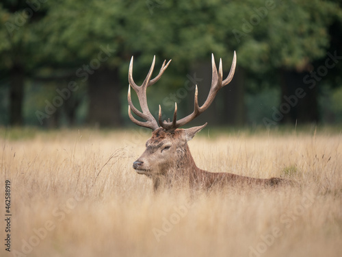 Red Deer Stag Laying in Grass Meadow