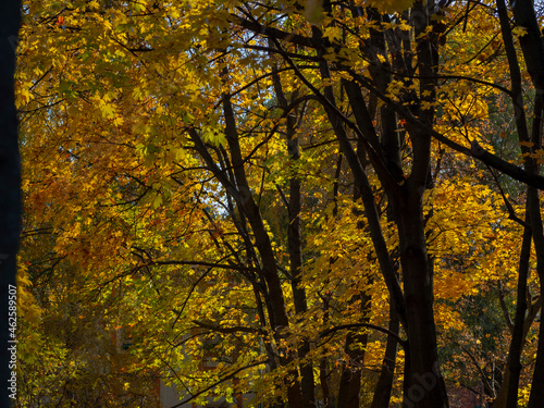 Golden autumn in October in the Moscow Park