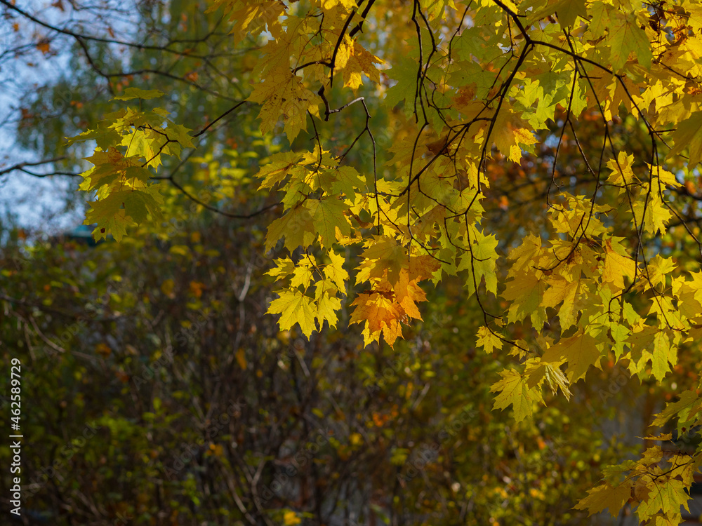 Golden autumn in October in the Moscow Park Golden autumn in October in the Moscow Park