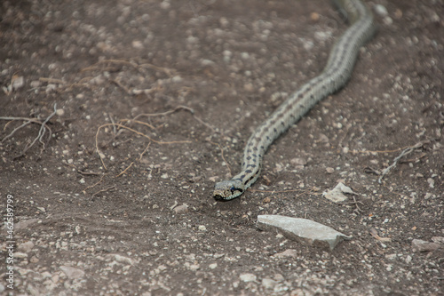 snake reptile in the wild, poisonous dangerous animal, wildlife