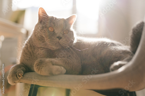 Fototapeta Naklejka Na Ścianę i Meble -  British Cat Lying on Chair in Sun, Cozy Cat taking Sun Bath. Cute Cat Resting