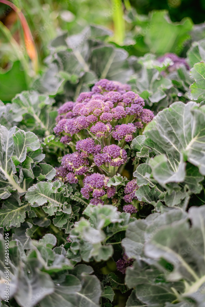 Purple broccoli on bush in vegetable garden at sunset Purple broccoli on bush in vegetable garden at sunset