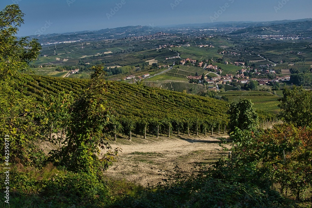 the landscapes of the Piedmontese Langhe with its vineyards full of bunches of grapes, in the autumn harvest season