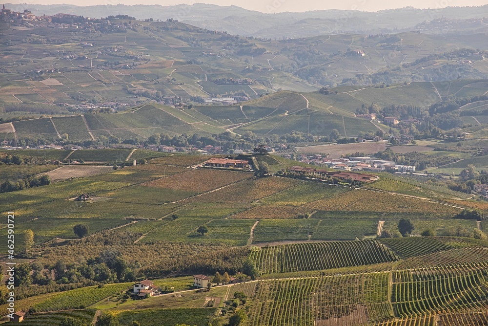 the landscapes of the Piedmontese Langhe with its vineyards full of bunches of grapes, in the autumn harvest season