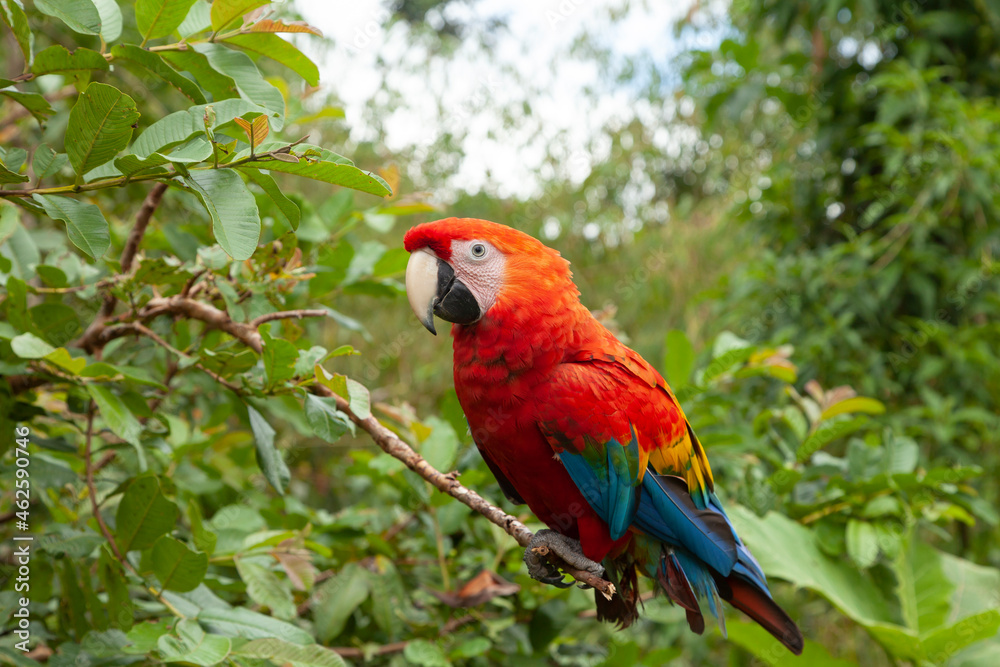 Obraz premium Specimen of True parrot, Psittacoidea family, a red and very curious parrot, observes from a branch, in the Amazon rainforest, at the Dos Loritos wildlife rescue center, Peru