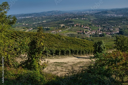 the landscapes of the Piedmontese Langhe with its vineyards full of bunches of grapes  in the autumn harvest season