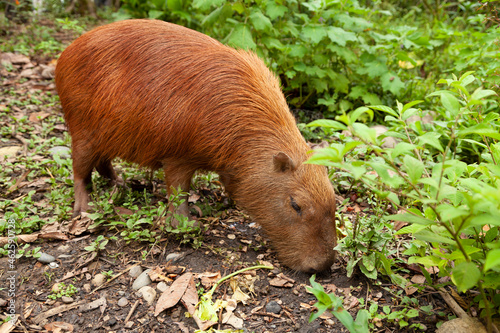 Specimen of Hydrochoerus hydrochaeris, or Capybara, a big rodent, in the Amazon rainforest, at the Dos Loritos wildlife rescue center, Peru photo