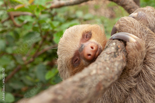Photography Specimen of Hoffmann's two-toed sloth, or Choloepus hoffmanni, clinging to a bra