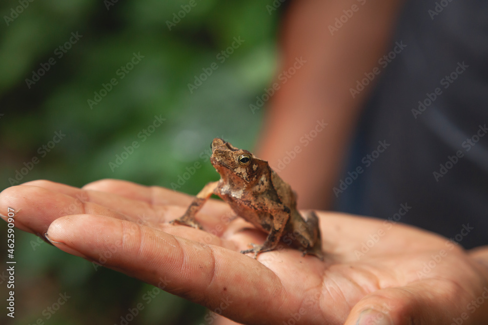 A small frog on the palm of the hand, inhabitant of the Amazon rainforest, like many other amphibians, animals and plants, in the Manu National Park