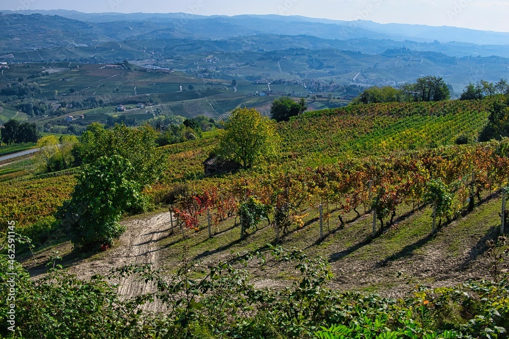 the colors of the vineyards of the Langhe in autumn, during the harvest to prepare the wine