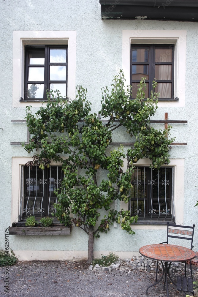 Interesting pear fruit tree growing near the wall of a cozy german house, place to relax with a small table. Exterior home garden decoration. Regensburg lifestyle, Germany.