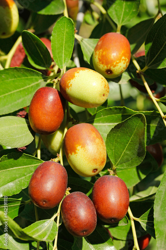 Fruits of jujube. Ziziphus jujuba... photo