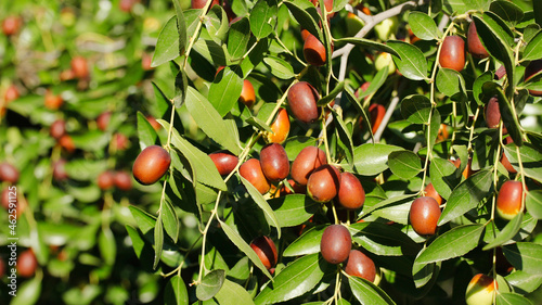 Fruits of jujube. Ziziphus jujuba..