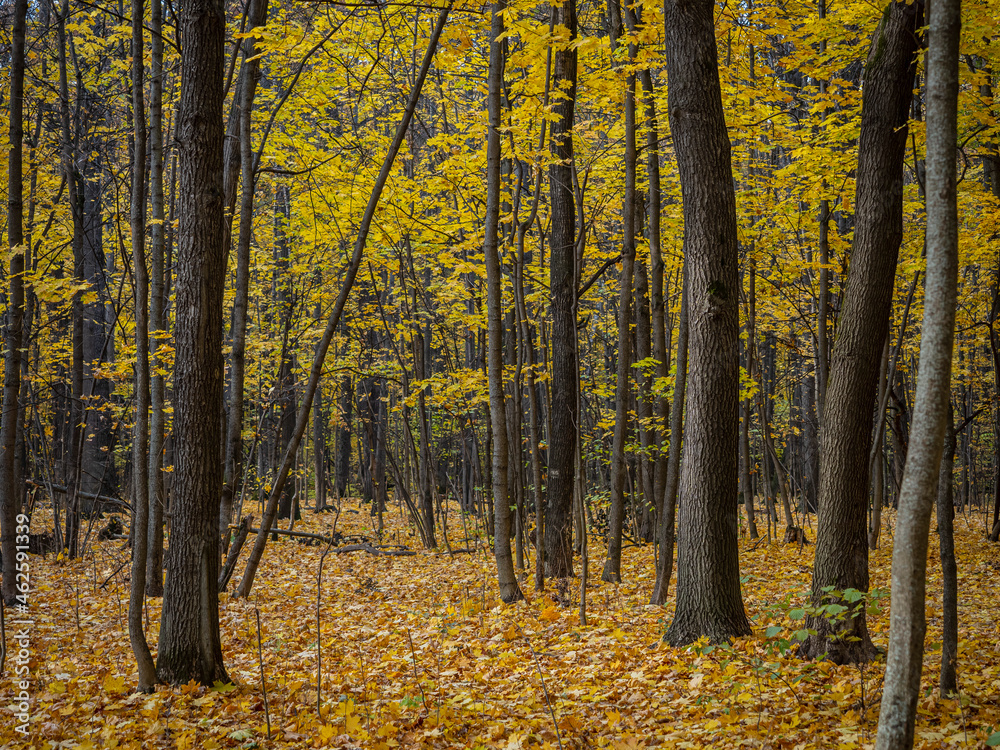 Golden Autumn in Moscow Park in October