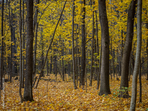 Golden Autumn in Moscow Park in October