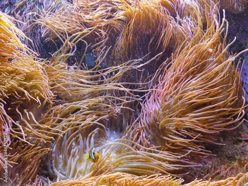 close up of a anemone