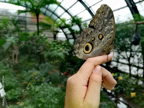 Schmetterling auf Hand