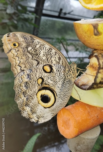 Schmetterling