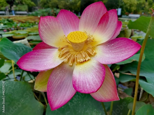 Lotusblüte
