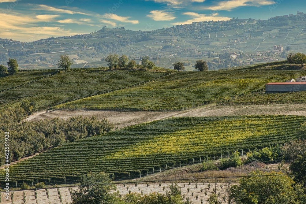 landscapes of the vineyards of the Piedmontese Langhe in autumn, during the harvest period