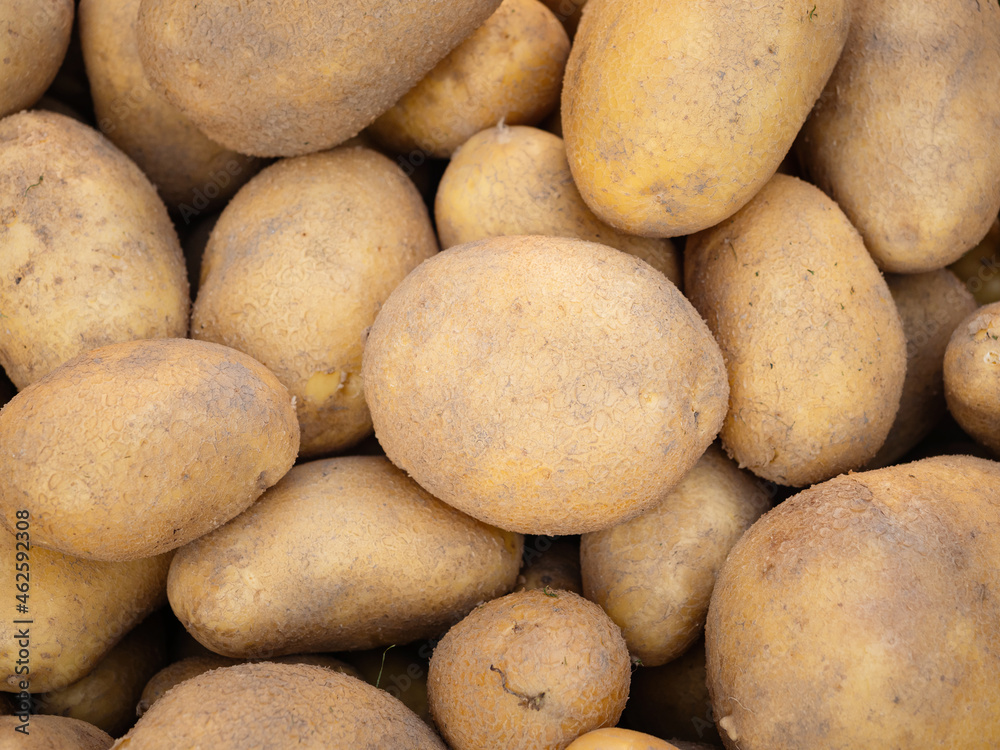 Pile of newly harvested and washed potatoes - Solanum tuberosum. Full frame. Harvesting potato roots in homemade garden. Organic farming, healthy food, BIO viands, back to nature concept. Pile of newly harvested and washed potatoes - Solanum tuberosum. Full frame. Harvesting potato roots in homemade garden. Organic farming, healthy food, BIO viands, back to nature concept.