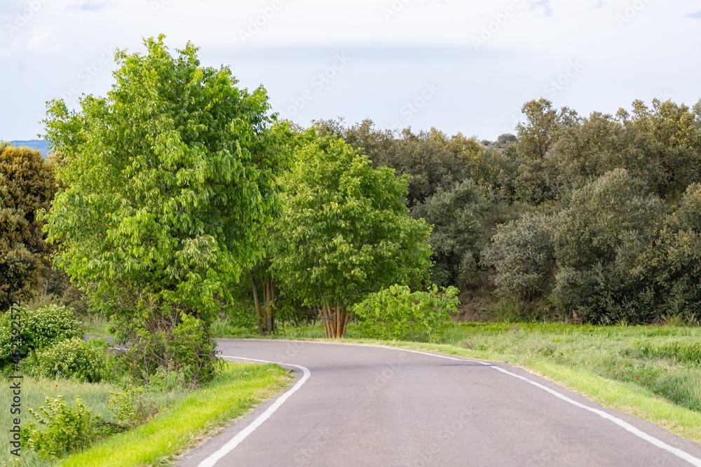 Road curve with trees to the sides