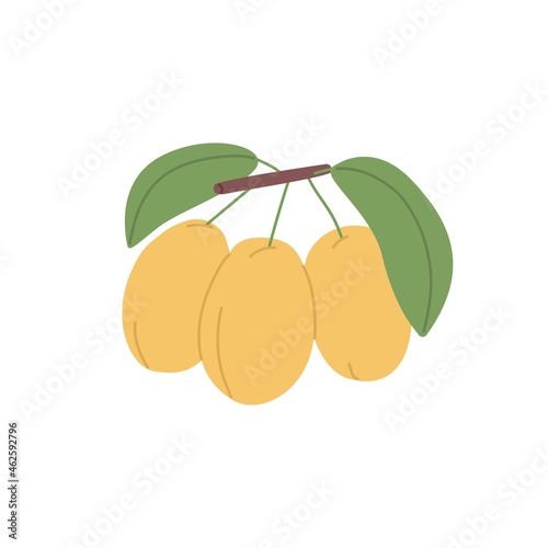 Sea buckthorns growing on branch with leaf. Fresh ripe yellow berries. Garden food plant with juicy fruits. Colored flat vector illustration isolated on white background