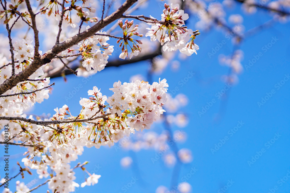 青空に咲く桜の花 / 上野恩賜公園・不忍池（2021年3月）