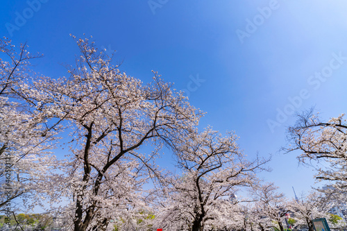 快晴の上野恩賜公園・不忍池の桜並木（2021年3月）