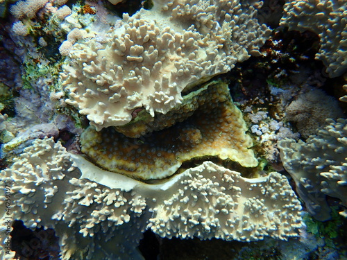 Finger-lobed soft coral (Sinularia leptoclados) and hedgehog coral (Echinopora lamellosa) undersea, Red Sea, Egypt, Sharm El Sheikh, Nabq Bay photo