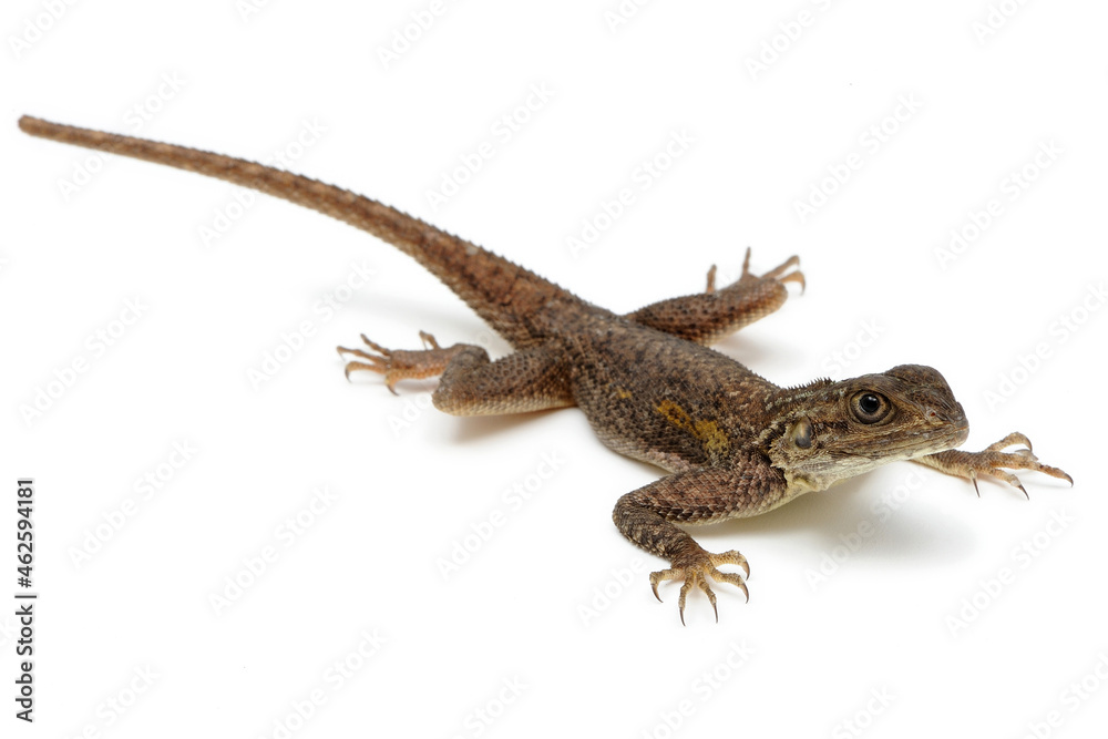 Naklejka premium Common agama (Agama agama) on a white background