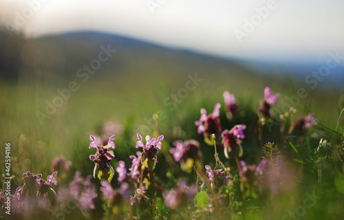 beautiful natural landscape - alpine meadow. Close-up grass with sunbeams. Beautiful nature landscape with sun flares.