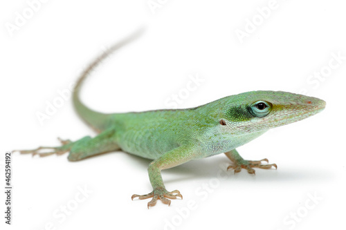 Green anole  Anolis carolinensis  on a white background