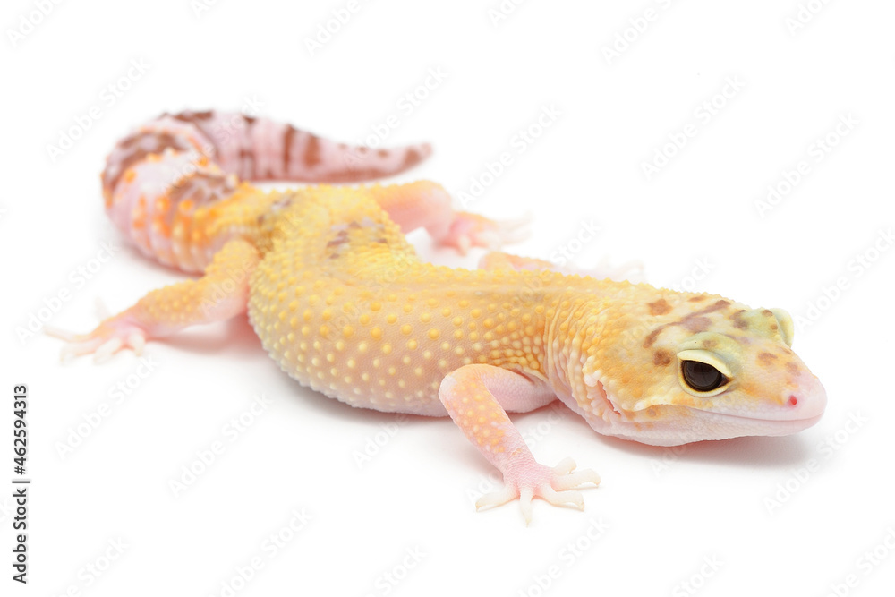 Leopard gecko (Eublepharis macularius) on a white background Leopard gecko (Eublepharis macularius) on a white background