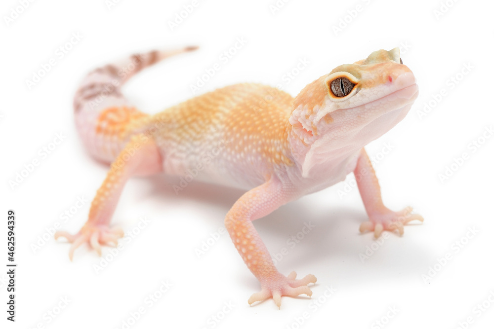 Leopard gecko (Eublepharis macularius) on a white background Leopard gecko (Eublepharis macularius) on a white background