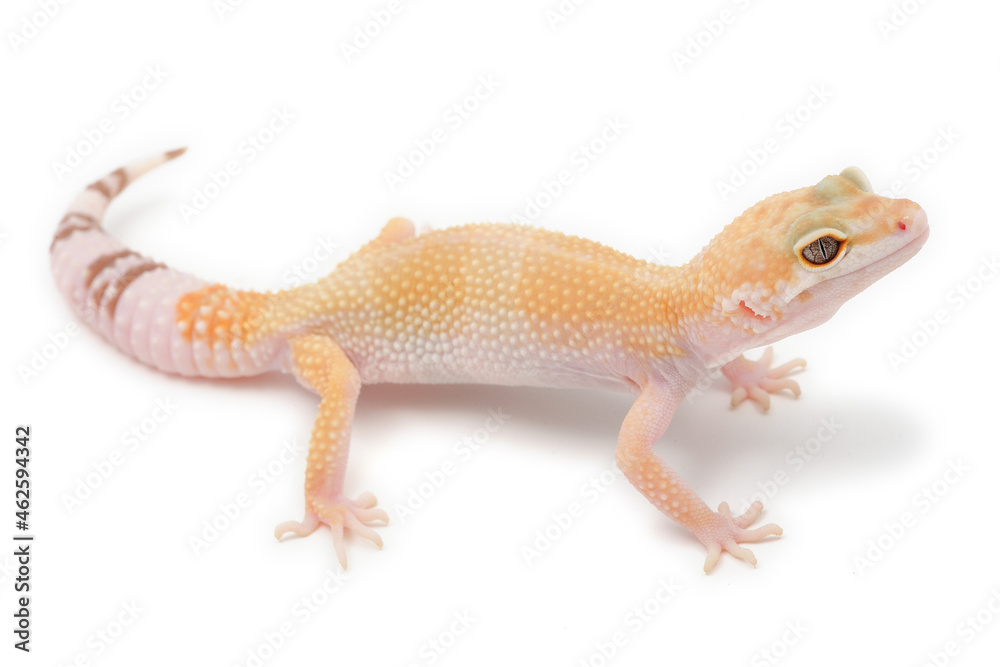 Obraz premium Leopard gecko (Eublepharis macularius) on a white background