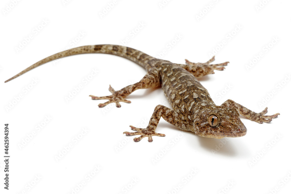 Naklejka premium Gecko grossmanni on a white background