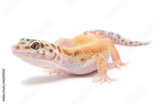 Leopard gecko (Eublepharis macularius) on a white background